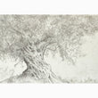 Old Olive Tree Drawing