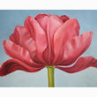 Ruby Red Tulip